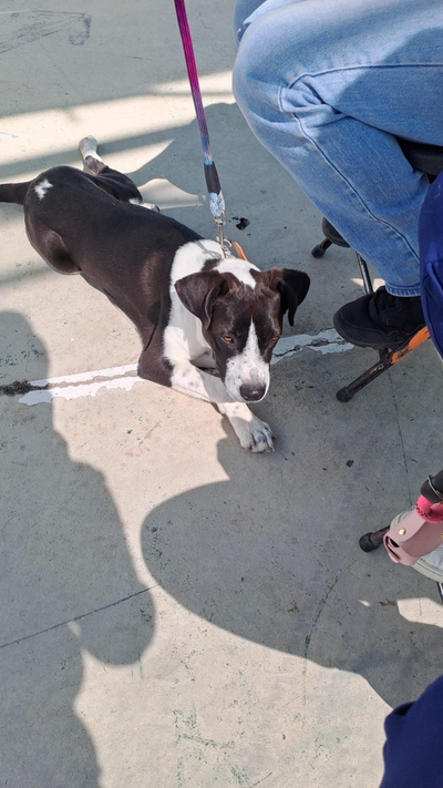 Unen esfuerzos coordinación de salud municipal e ISSEA en nuevas jornadas de esterilización para felinos y caninos