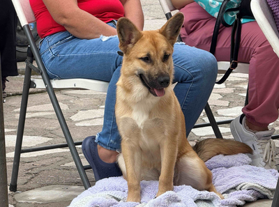 Llevarán a cabo jornadas de esterilización gratuitas caninas y felinas en Casas del Bien Común