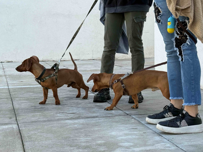 Llevará municipio quirófano veterinario móvil a los fraccionamientos Morelos I y Pensadores Mexicanos